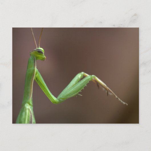 Carte Postale Mantis religiosa (Devant)