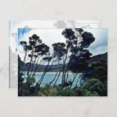 Carte Postale Manuka Arbustes Et Plage, Stewart Island (Devant / Derrière)