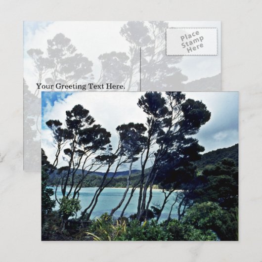 Carte Postale Manuka Arbustes Et Plage, Stewart Island (Devant / Derrière)