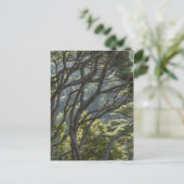 Carte Postale Manuka Tree Forest Nouvelle-Zélande (Debout devant)