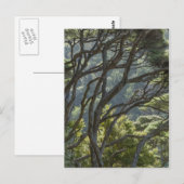 Carte Postale Manuka Tree Forest Nouvelle-Zélande (Devant / Derrière)