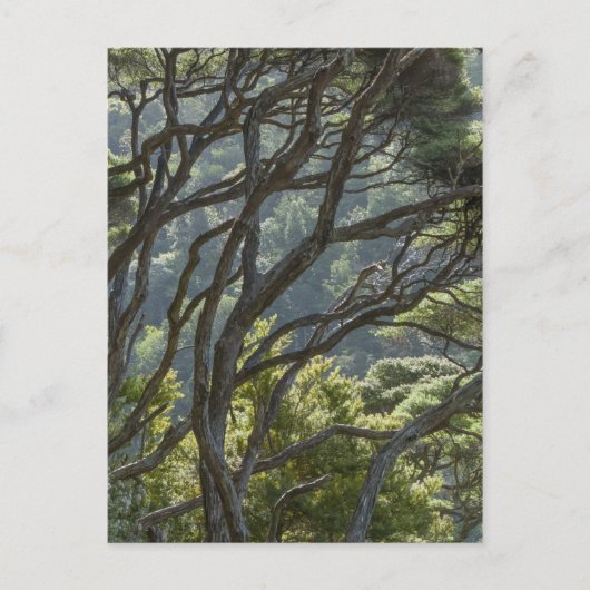 Carte Postale Manuka Tree Forest Nouvelle-Zélande (Devant)