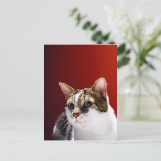 Carte Postale Manx cat (Debout devant)