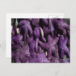 Carte Postale Many Purple Starfish Postcard