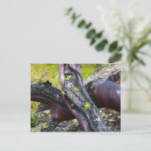 Carte postale Manzanita (Debout devant)