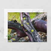 Carte postale Manzanita (Devant / Derrière)