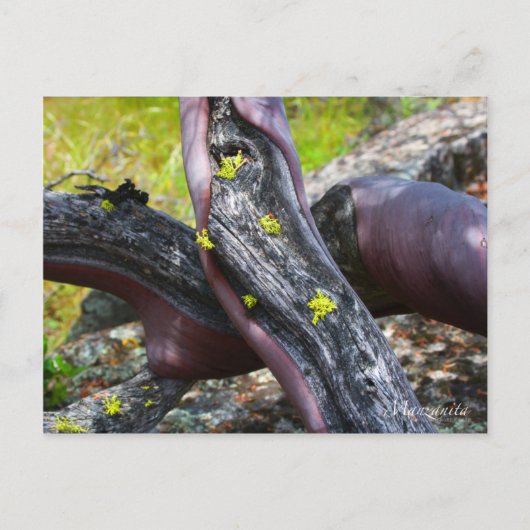 Carte postale Manzanita (Devant)