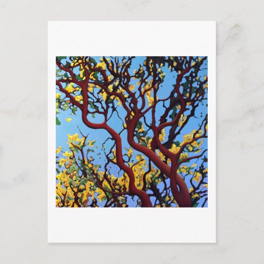 Carte Postale Manzanita en automne (Devant)