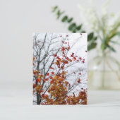 Carte Postale Maple II (Debout devant)