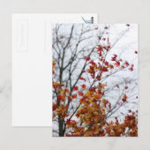 Carte Postale Maple II (Devant / Derrière)