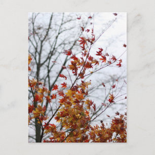 Carte Postale Maple II