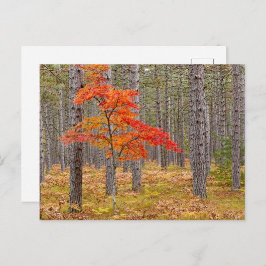 Carte Postale Maple Tree with Autumn Colors (Devant / Derrière)