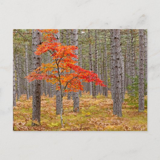 Carte Postale Maple Tree with Autumn Colors (Devant)