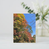 Carte Postale Maples colorées vives (Debout devant)