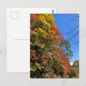 Carte Postale Maples colorées vives (Devant / Derrière)