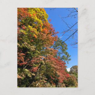 Carte Postale Maples colorées vives