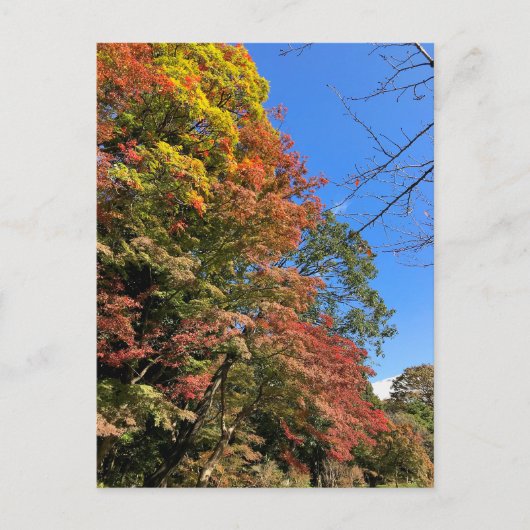 Carte Postale Maples colorées vives (Devant)