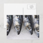 Carte Postale Maquereau, prises fraîches du jour (Devant / Derrière)