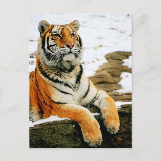 Carte Postale - Mara - (Devant)