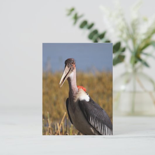 Carte Postale Marabou (Debout devant)