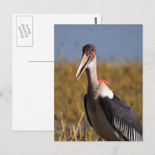 Carte Postale Marabou (Devant / Derrière)