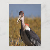 Carte Postale Marabou (Devant)