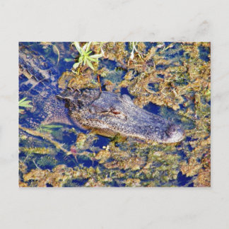 Carte Postale Marais Alligators Gator