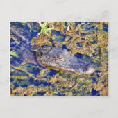 Carte Postale Marais Alligators Gator (Devant)