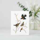 Carte Postale Marais Blackbird John Audubon Oiseaux d'Amérique (Debout devant)