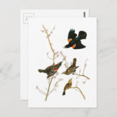 Carte Postale Marais Blackbird John Audubon Oiseaux d'Amérique (Devant / Derrière)