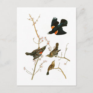 Carte Postale Marais Blackbird John Audubon Oiseaux d'Amérique