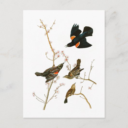 Carte Postale Marais Blackbird John Audubon Oiseaux d'Amérique (Devant)