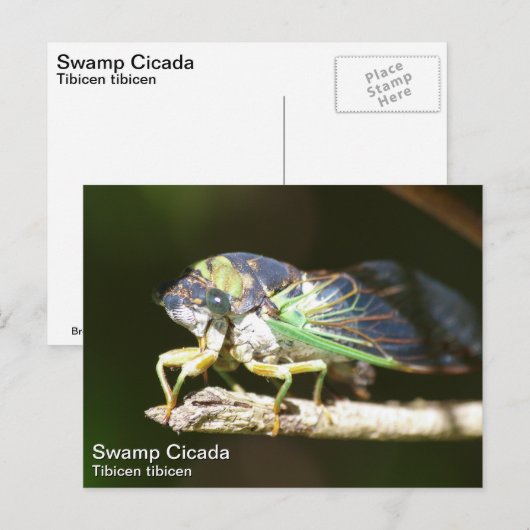 Carte Postale Marais Canada (Devant / Derrière)