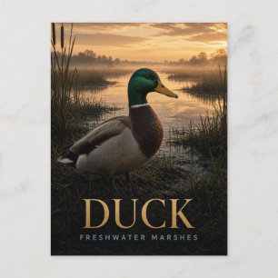 Carte Postale Marais d'eau douce de canard Faune ANIMAL