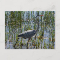 Marais d'oiseaux du Grand Héron Bleu