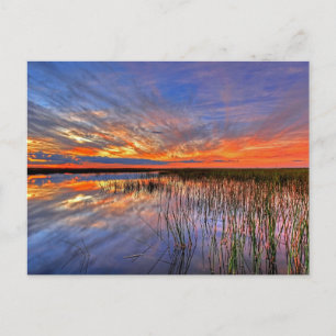 Carte Postale Marais Everglades de Floride