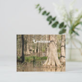 Carte Postale Marais Louisiane (Debout devant)