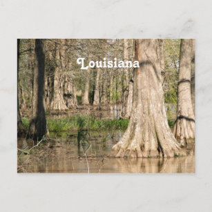 Carte Postale Marais Louisiane