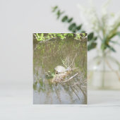 Carte Postale Marais - tortue (Debout devant)