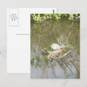 Carte Postale Marais - tortue (Devant / Derrière)