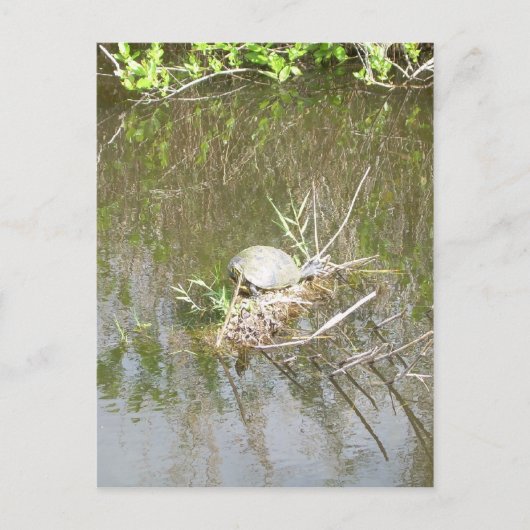 Carte Postale Marais - tortue (Devant)