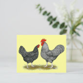 Carte Postale Marans :  Paire de cacao (Debout devant)