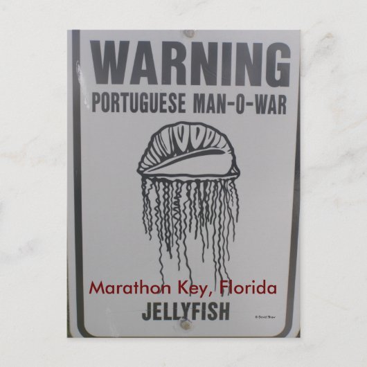 Carte Postale Marathon Key, Floride (Devant)