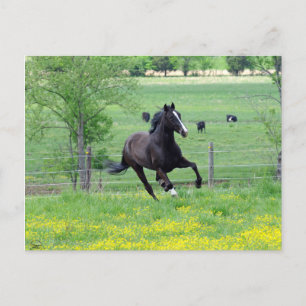 Carte Postale Marche à ressort