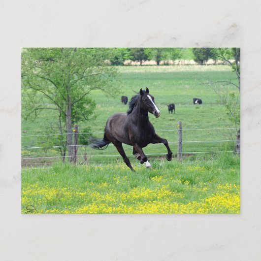 Carte Postale Marche à ressort (Devant)