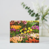 Carte Postale Marché aux fleurs d'Amsterdam (Debout devant)