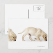 Carte Postale Marche de chiot de labrador retriever (Devant / Derrière)