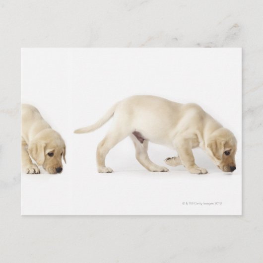 Carte Postale Marche de chiot de labrador retriever (Devant)