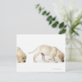Carte Postale Marche de chiot de labrador retriever (Debout devant)