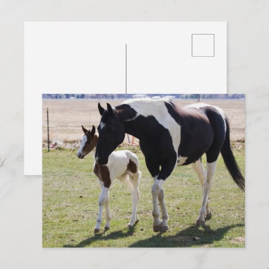 Carte Postale Marche de Mare et Filly (Devant / Derrière)